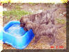 Great Dane Puppies , Great Danes for Sale , Great Dane Breeders